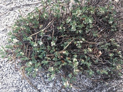 Shasta knotweed (Polygonum shastense)