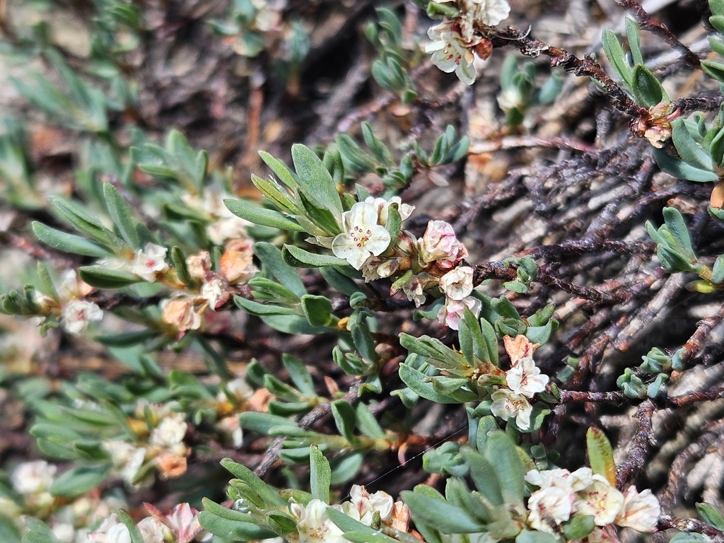 Shasta knotweed (Polygonum shastense)