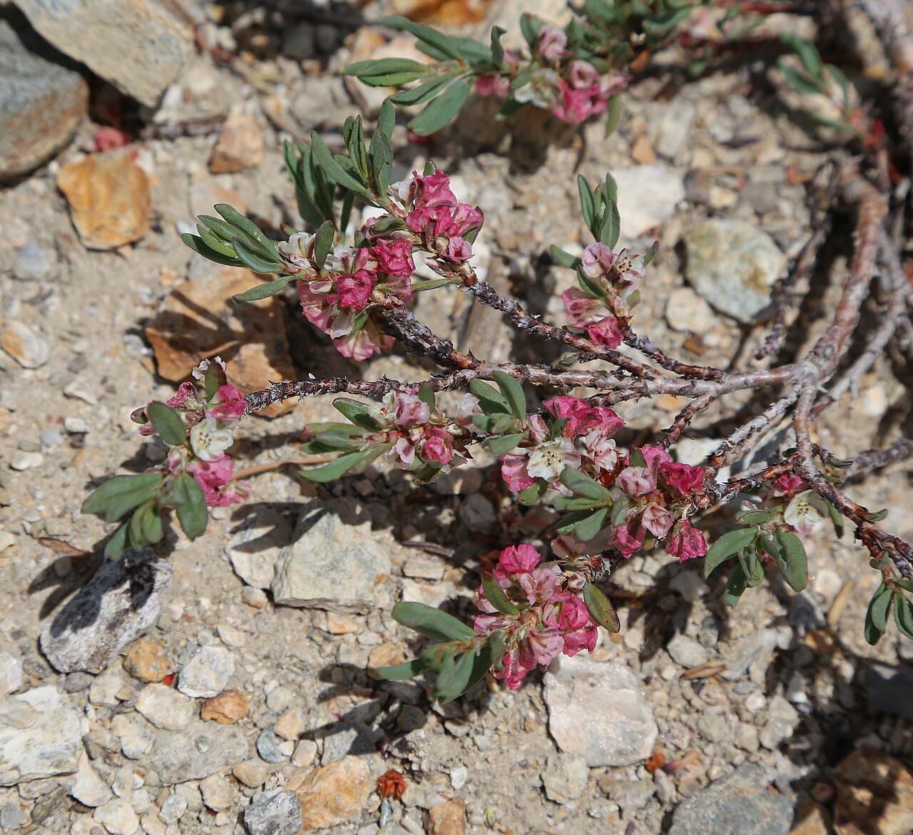 Shasta knotweed: Shasta knotweed (Polygonum shastense), branches of a plant with flowers mostly a very deep rose-pink with purple stripes. At 10,380ft along trail between Saddle