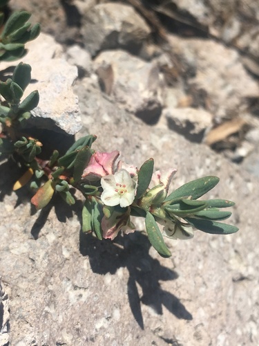 Shasta knotweed (Polygonum shastense)