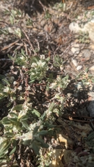 Shasta knotweed (Polygonum shastense)