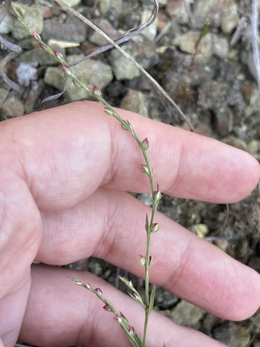 Pleatleaf knotweed (Polygonum tenue)