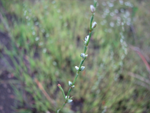Pleatleaf knotweed (Polygonum tenue)