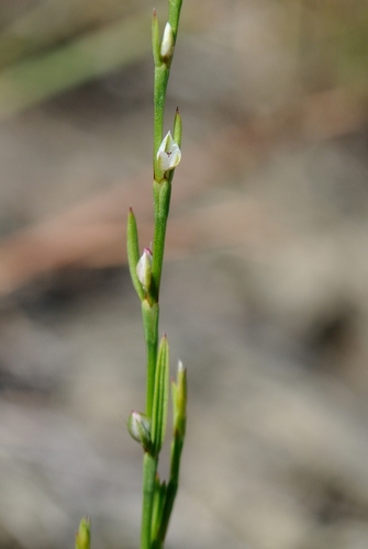 Pleatleaf knotweed (Polygonum tenue)