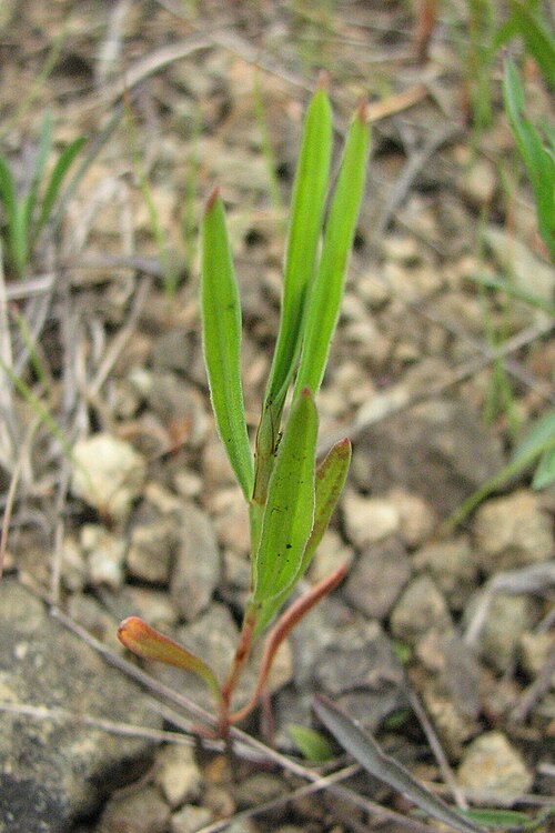 Pleatleaf knotweed: Polygonum tenue growing on serpentine barrens, Nottingham County Park, Nottingham, Pennsylvania. Identified by Roger E. Latham.