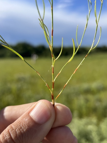 Pleatleaf knotweed (Polygonum tenue)