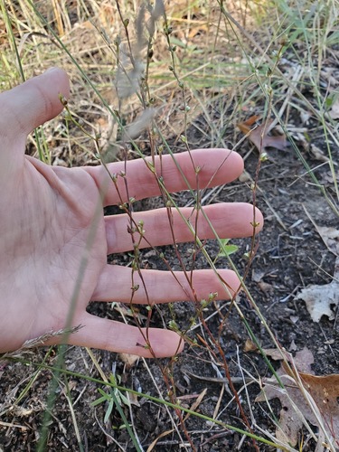 Pleatleaf knotweed (Polygonum tenue)