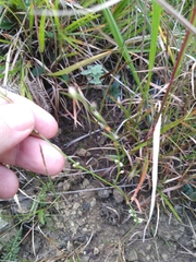 Pleatleaf knotweed (Polygonum tenue)
