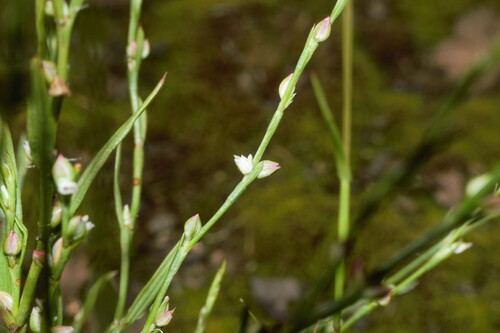 Pleatleaf knotweed (Polygonum tenue)