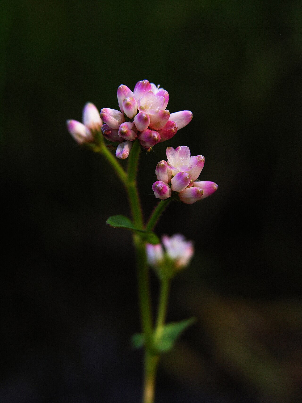 Polygonum thunbergii: Persicaria thunbergii