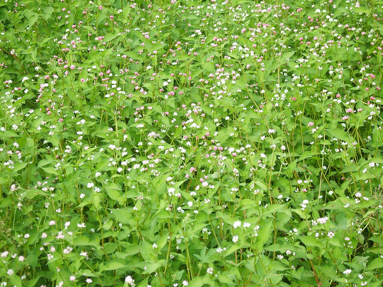 Polygonum thunbergii: Persicaria thunbergii in Incheon, Korea