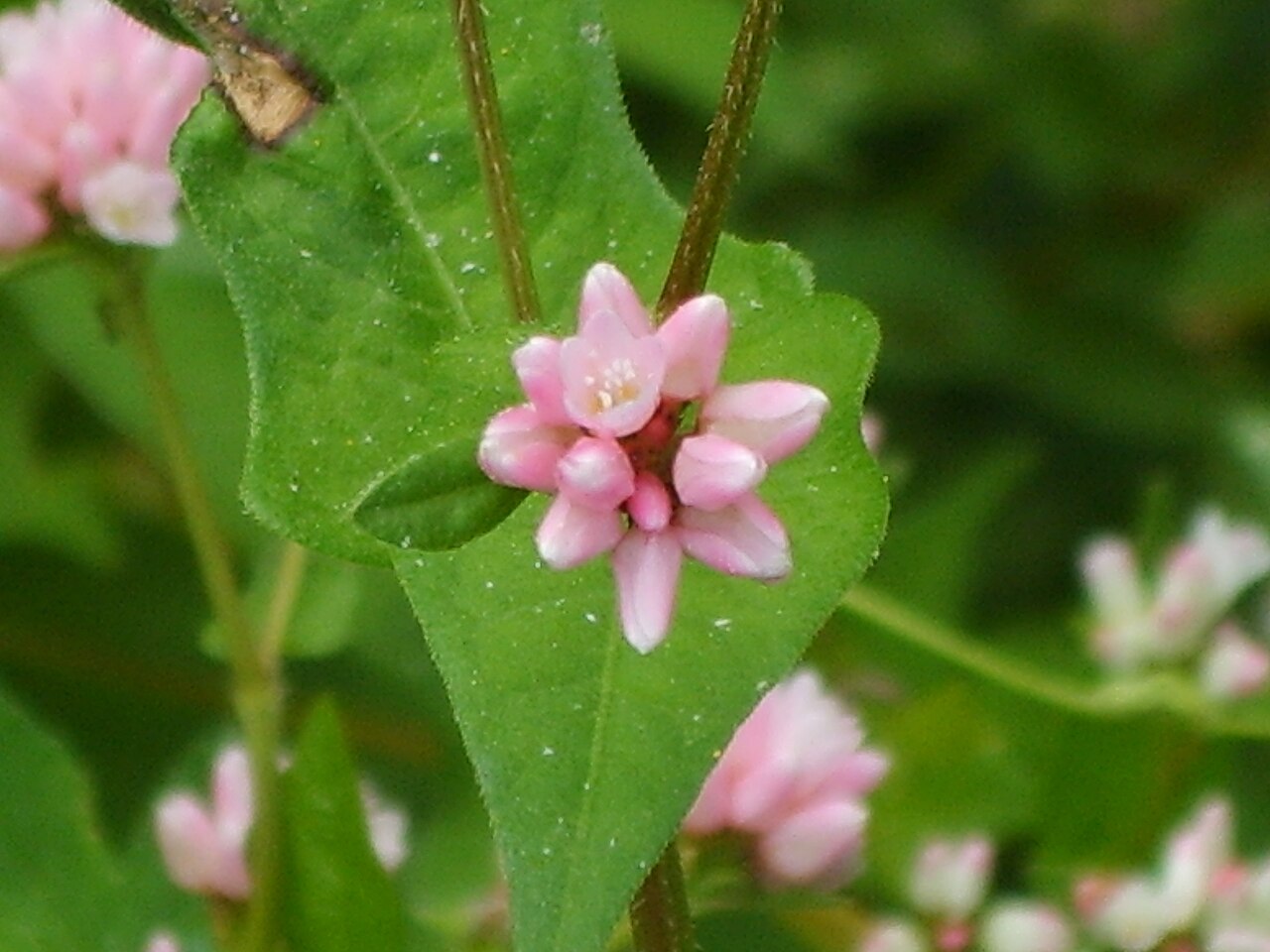 Polygonum thunbergii: Persicaria thunbergii in Incheon, Korea