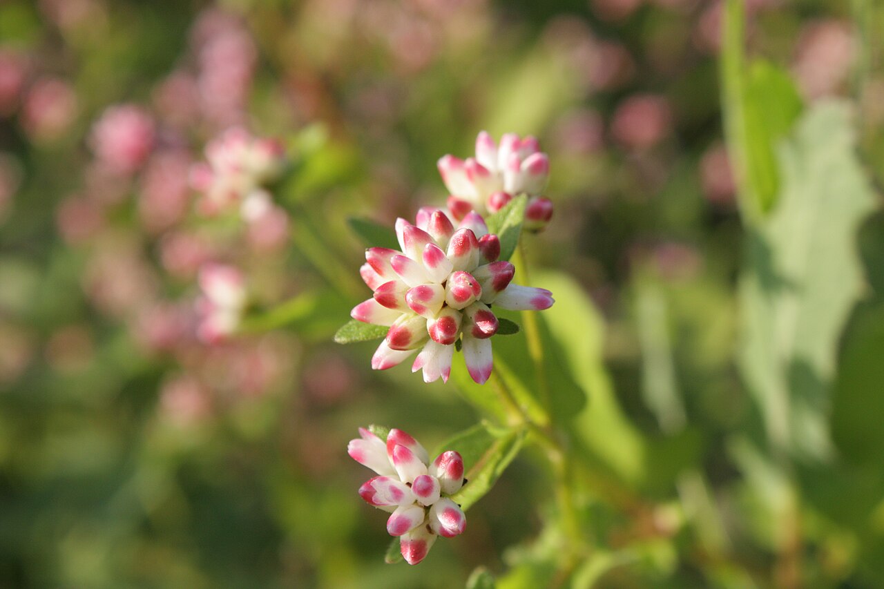 Polygonum thunbergii: Persicaria thunbergii in Ilsan, Korea