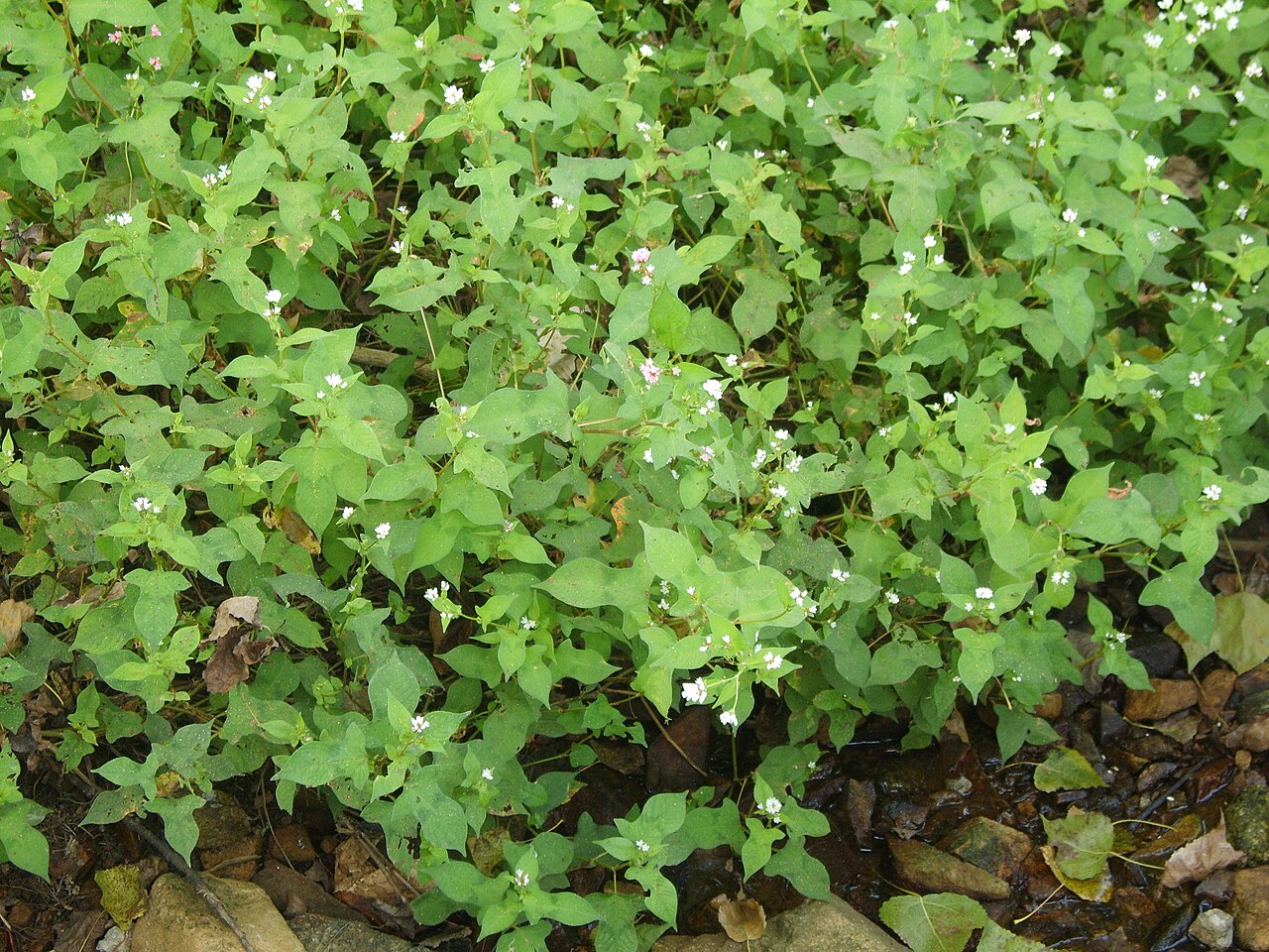 Polygonum thunbergii: Persicaria thunbergii in Incheon, Korea