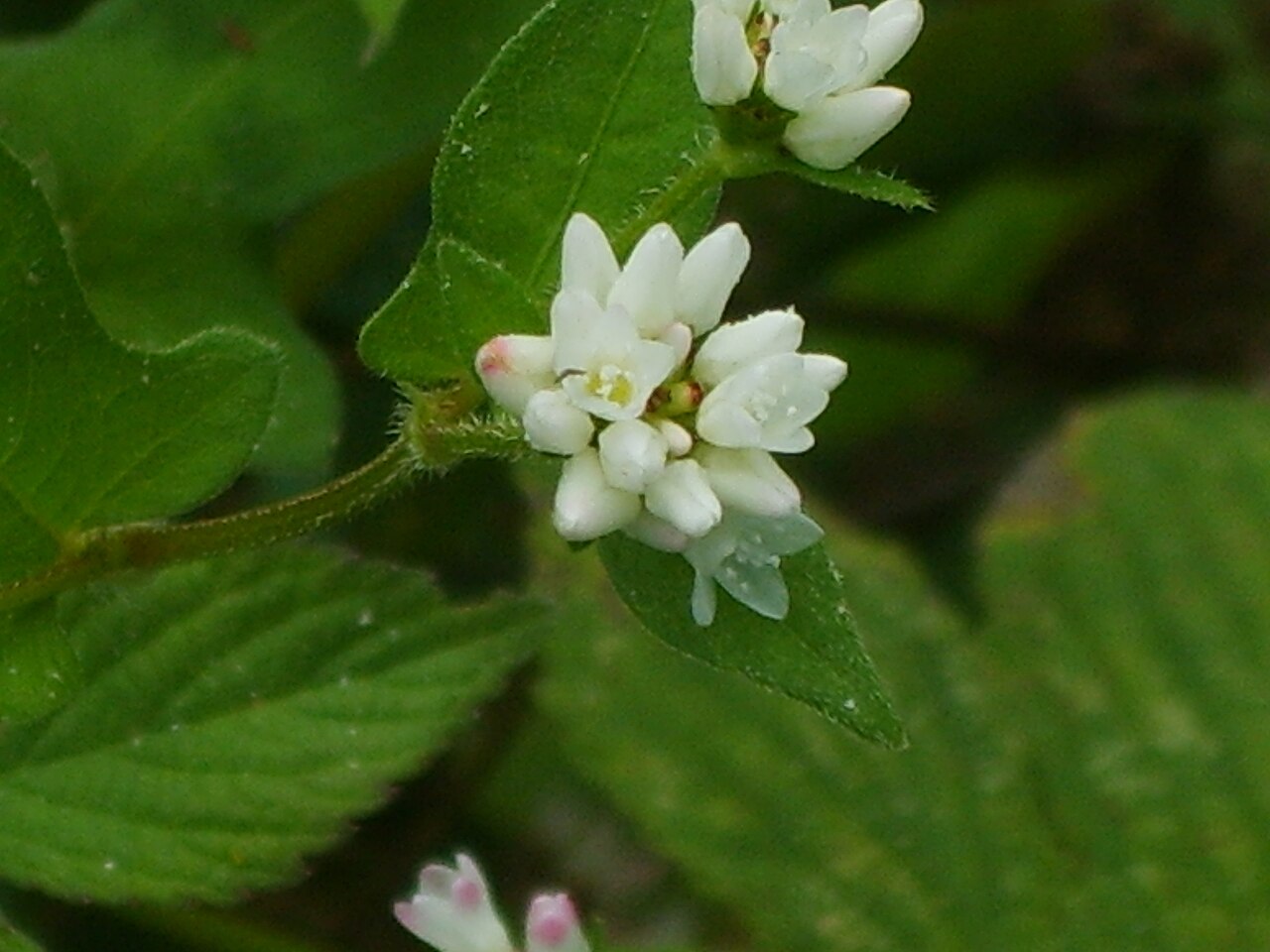 Polygonum thunbergii: Persicaria thunbergii in Incheon, Korea