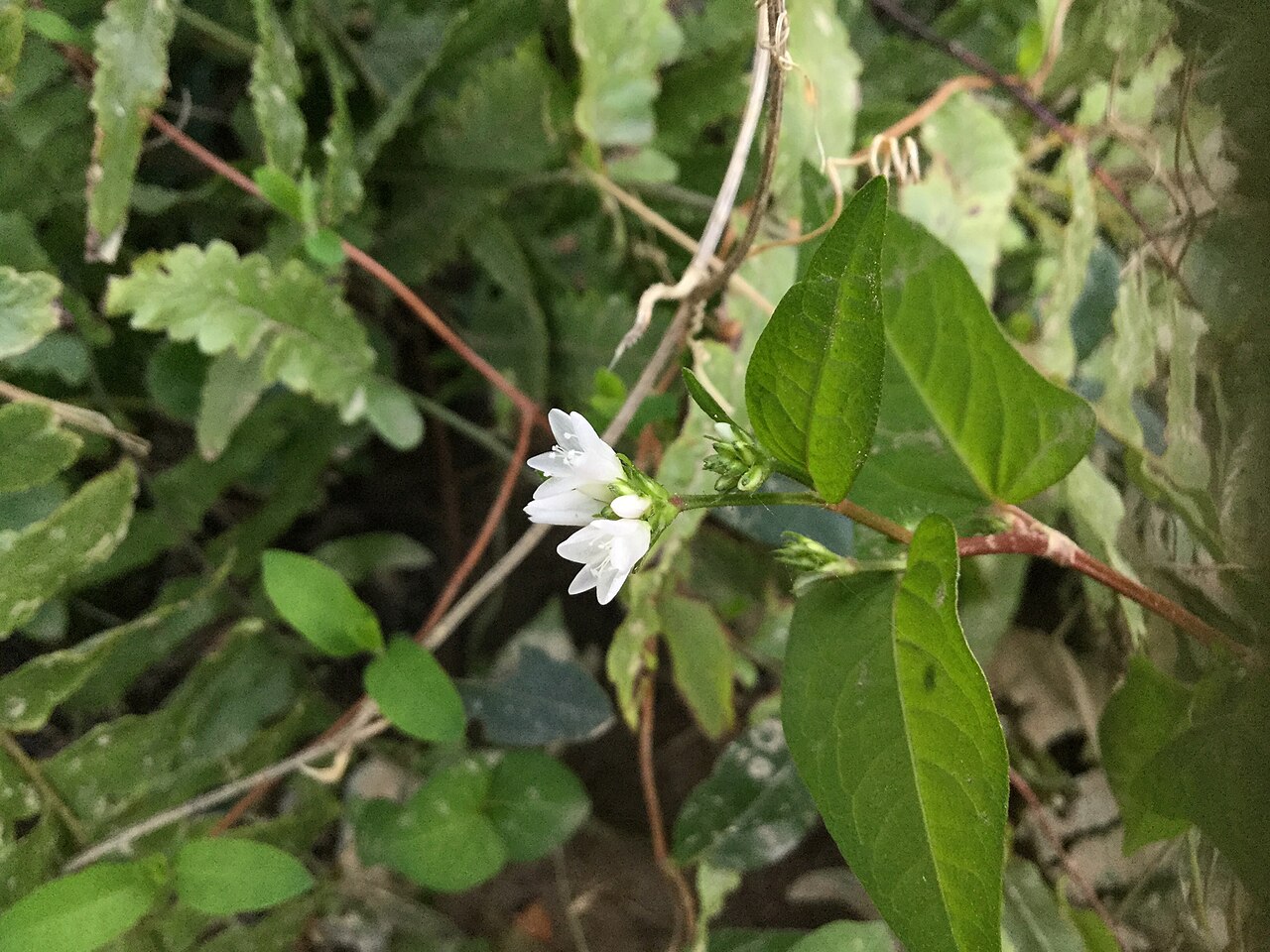 Polygonum thunbergii: This is a picture of “Persicaria thunbergii form. albiflora's flower”. I took this picture at Sadowara-tyo, Miyazaki-shi, Miyazaki-ken, Japan. We can watch this