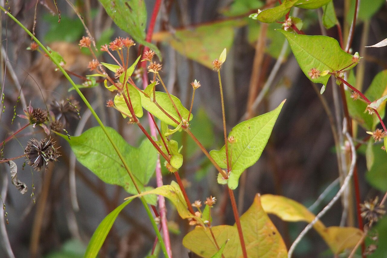 Polygonum thunbergii: ミゾソバ (Polygonum thunbergii).