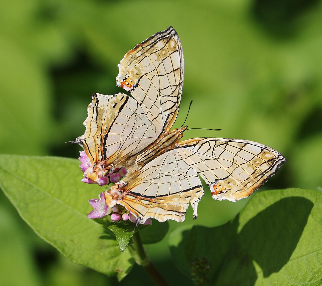 Polygonum thunbergii: Cyrestis thyodamas feeding nectar of Persicaria thunbergii in Oki Island, Omihachiman, Shiga prefecture, Japan.