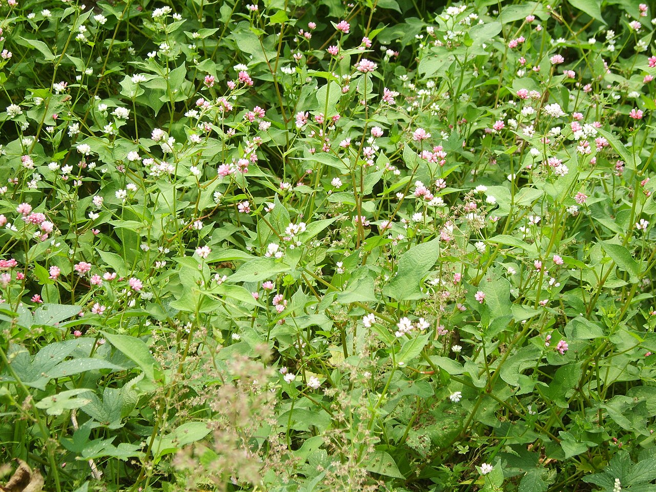 Polygonum thunbergii: Persicaria thunbergii in Incheon, Korea