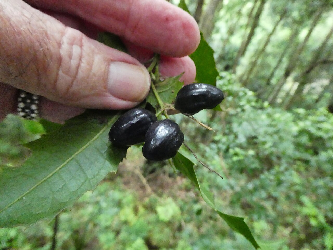 Polyosma cunninghamii: Polyosma cunninghamii at Budderoo National Park