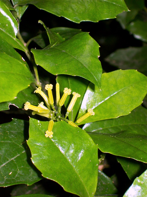 Polyosma cunninghamii: Polyosma cunninghamii flowering at Minnamurra rainforest walking track, Budderoo National Park, Australia