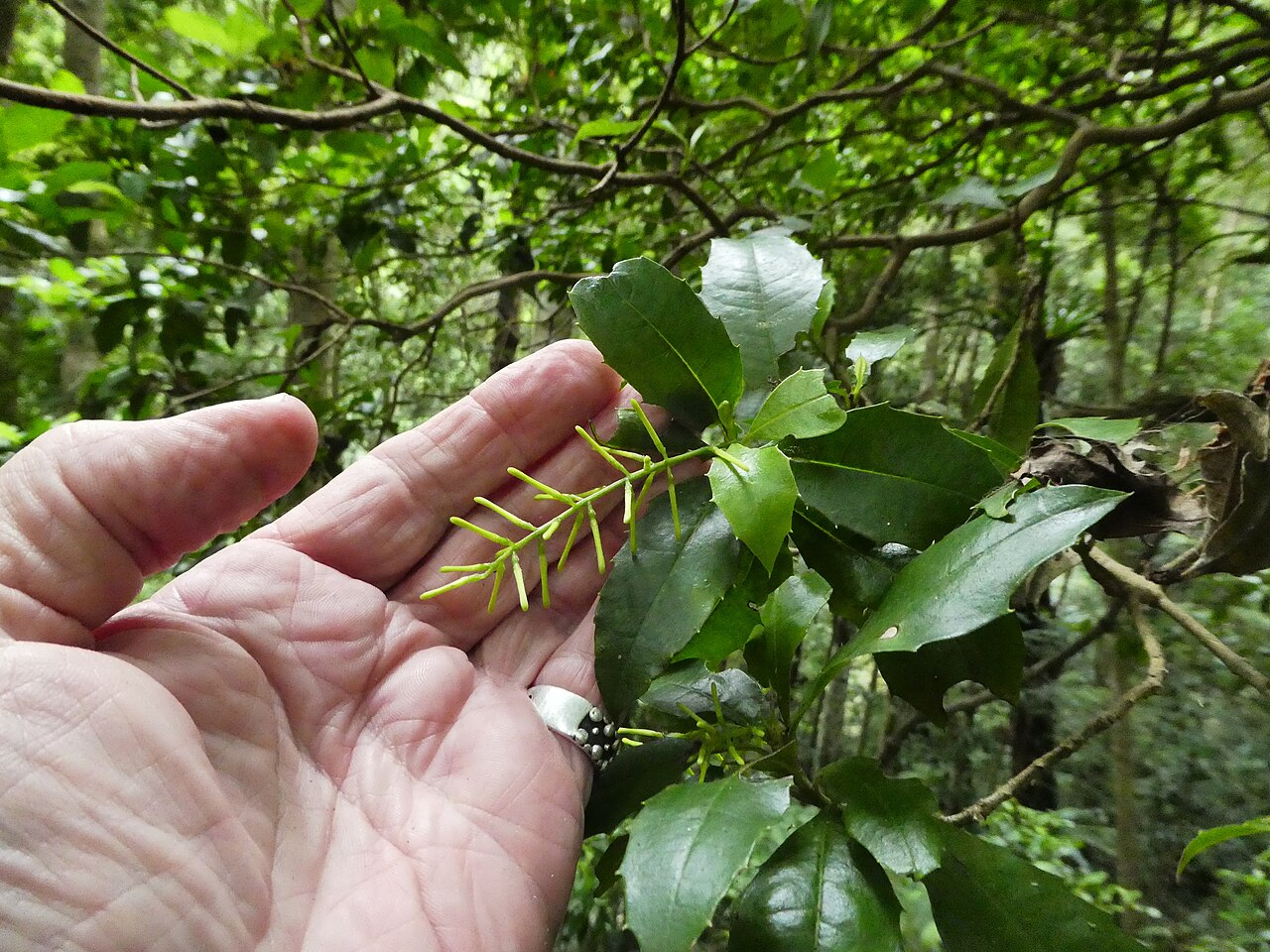 Polyosma cunninghamii: Polyosma cunninghamii at Budderoo National Park