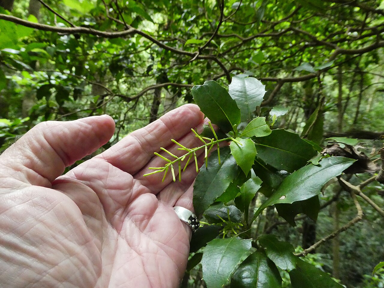 Polyosma cunninghamii: Polyosma cunninghamii at Budderoo National Park