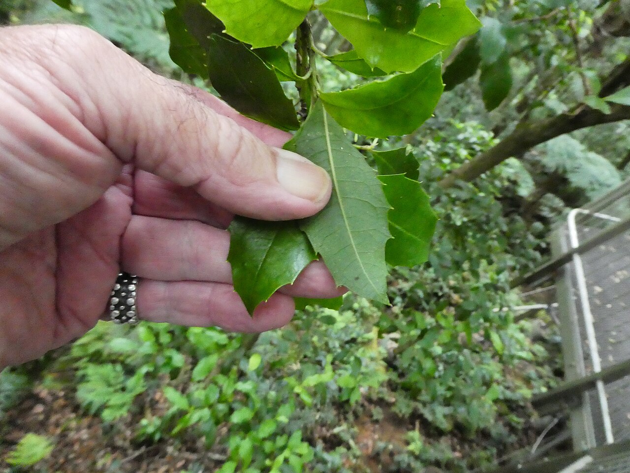 Polyosma cunninghamii: Polyosma cunninghamii at Budderoo National Park