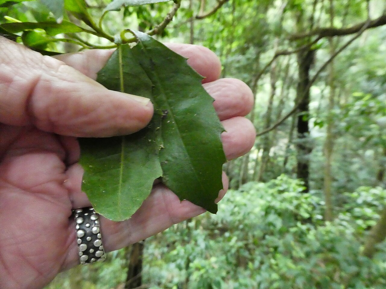 Polyosma cunninghamii: Polyosma cunninghamii at Budderoo National Park