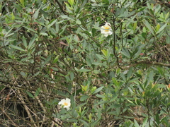 Fried egg plant (Polyspora axillaris)