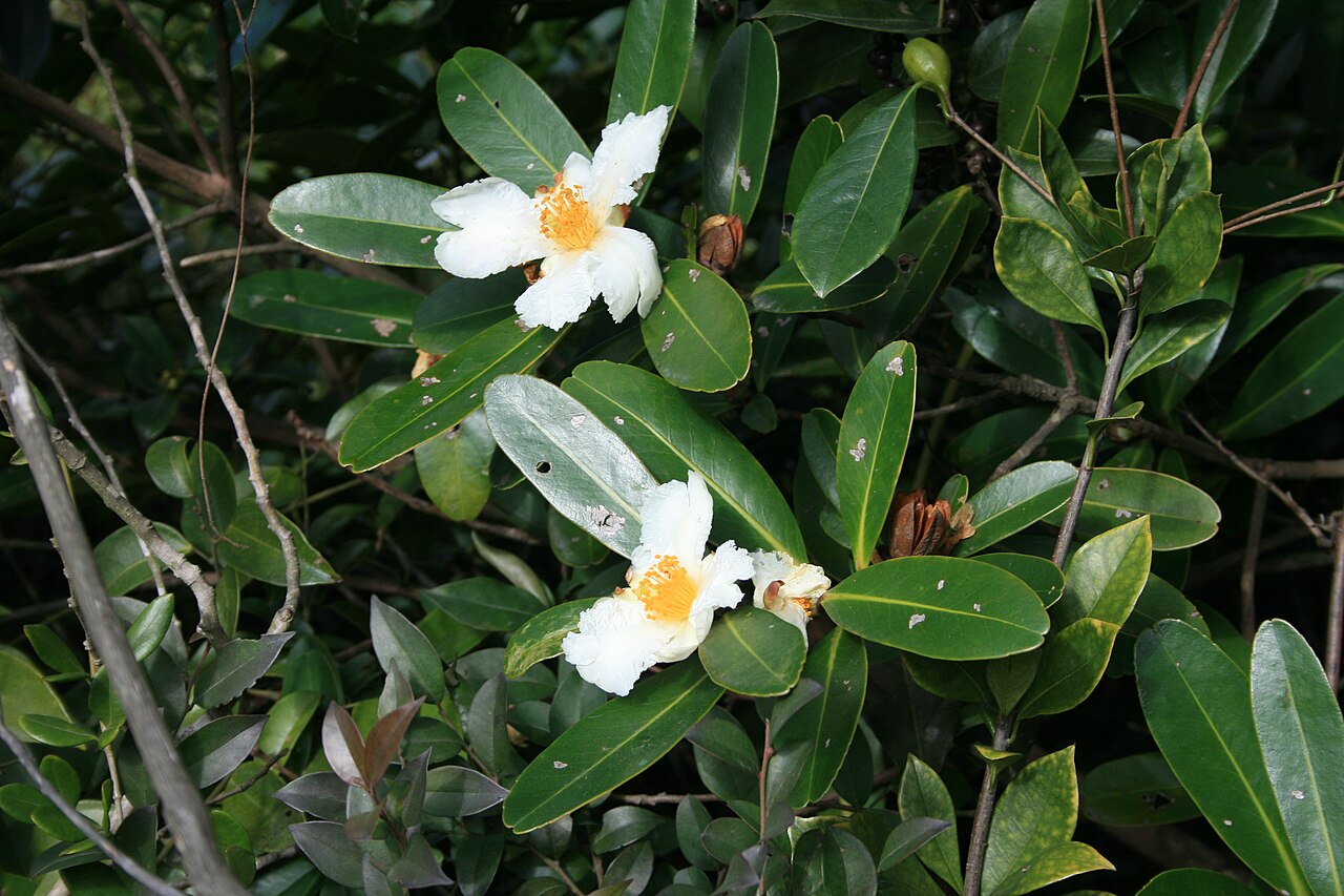 Fried egg plant: Dragon's Back, Shek O Country Park, Hong Kong