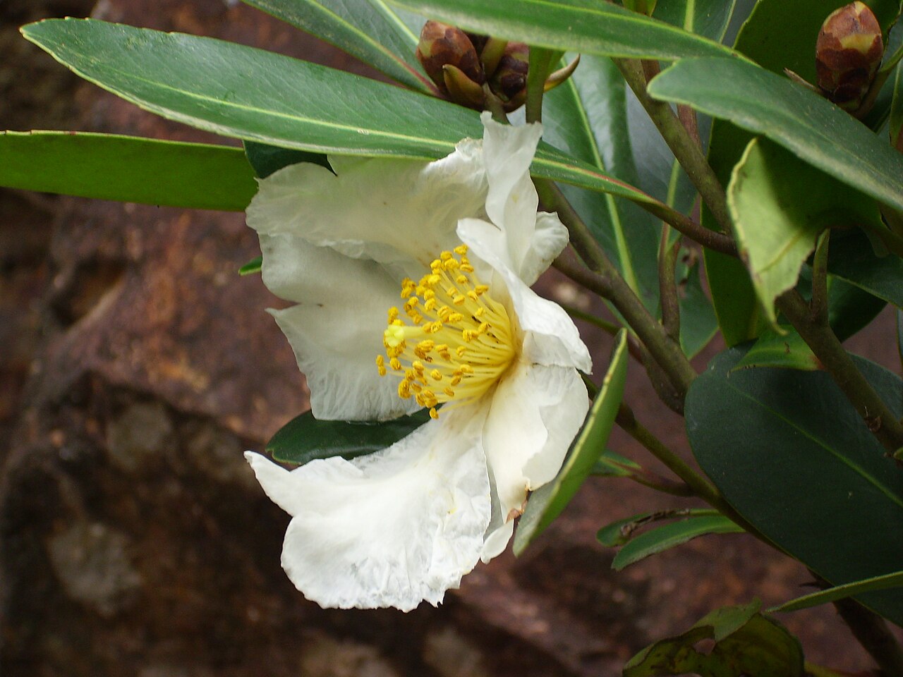 Fried egg plant: Polyspora axillaris (syn. Gordonia axillaris ).