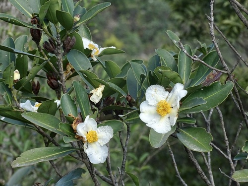 Fried egg plant (Polyspora axillaris)