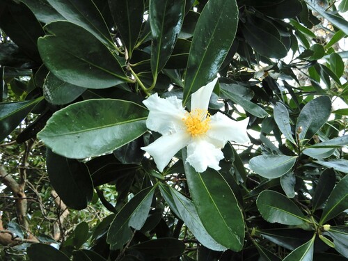 Fried egg plant (Polyspora axillaris)