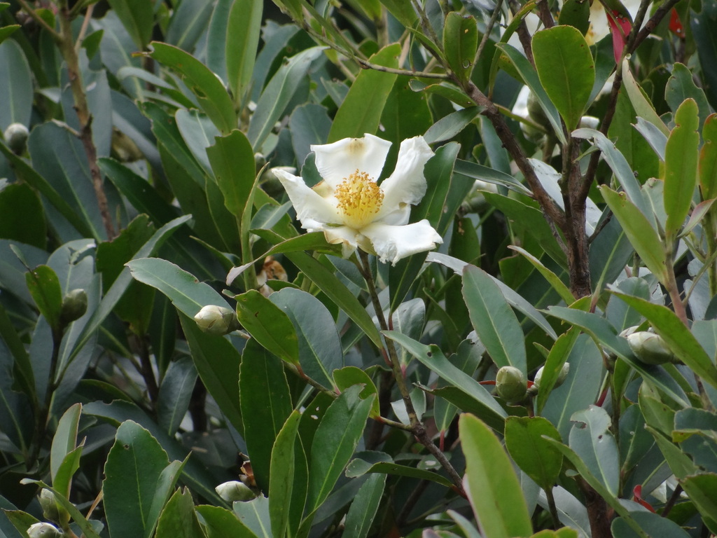 Fried egg plant (Polyspora axillaris)