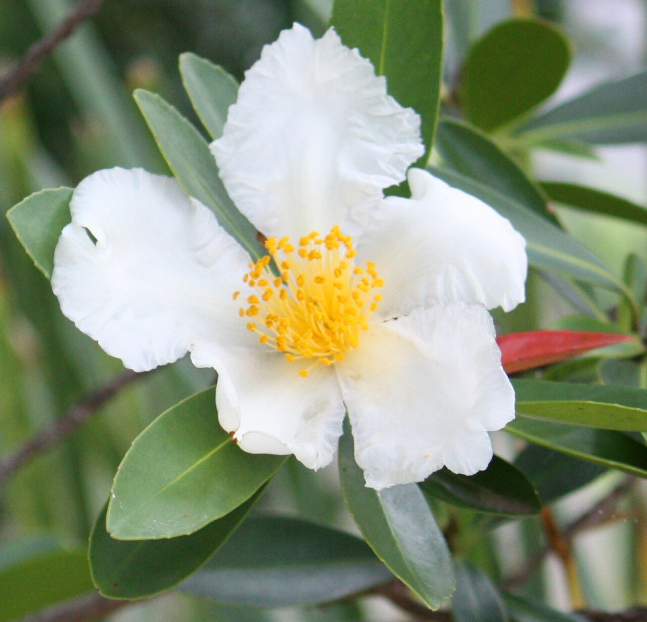 Fried egg plant: Fried egg flower, Polyspora axillaris (syn. Gordonia axillaris ).
