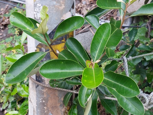 Fried egg plant (Polyspora axillaris)