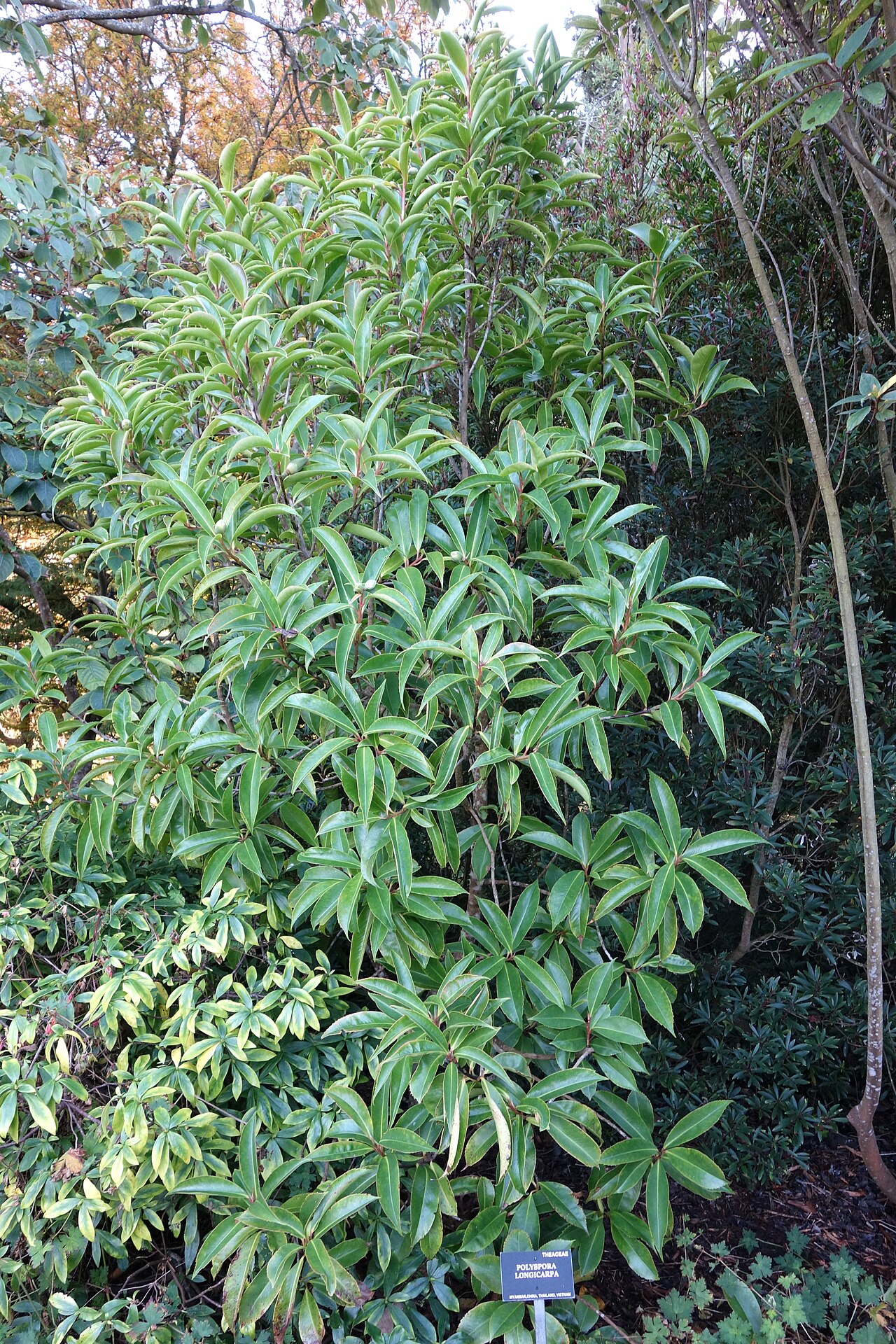 Polyspora longicarpa: Botanical specimen in the San Francisco Botanical Garden, San Francisco, California, USA.