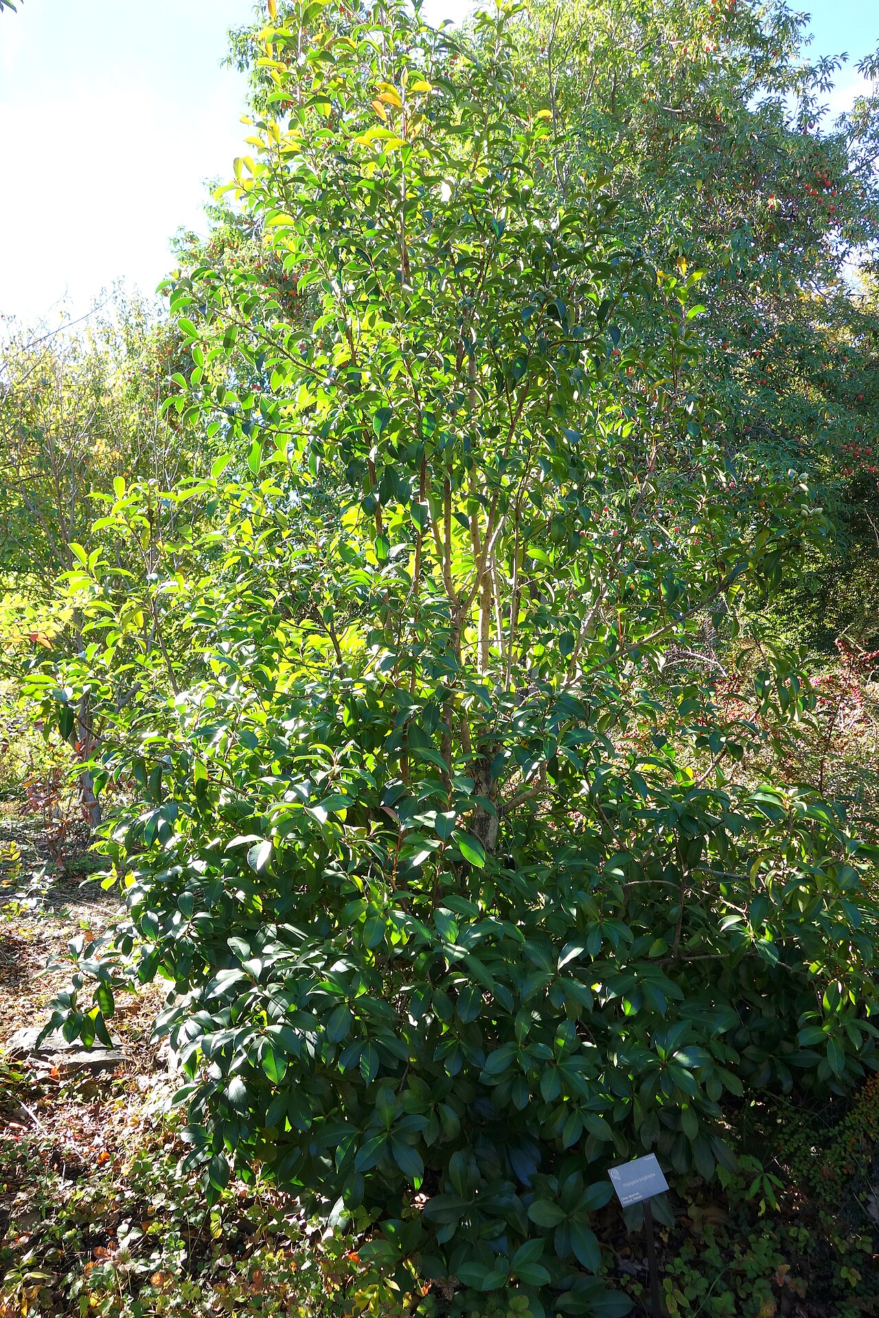 Polyspora longicarpa: Botanical specimen in Quarryhill Botanical Garden, Glen Ellen, California, USA.