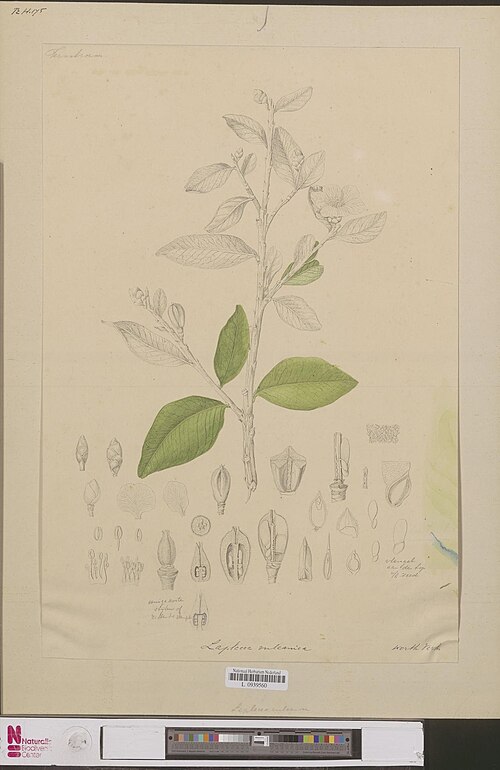 Polyspora vulcanica: Gordonia vulcanica (Korthals) H. Keng
