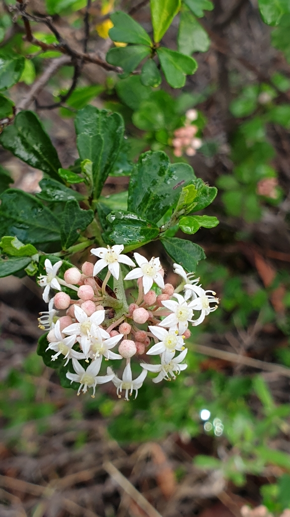 Pomaderris obcordata (Pomaderris obcordata)