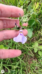 Pombalia bicolor (Pombalia bicolor)