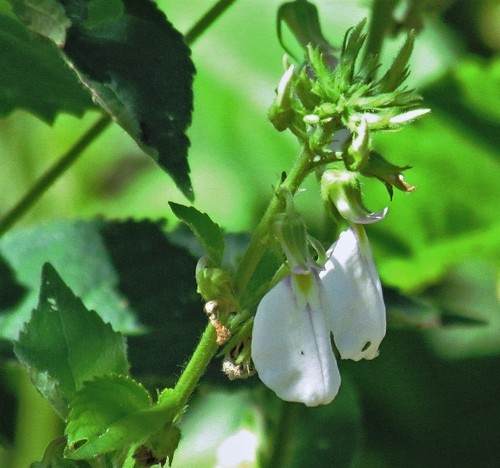 Pombalia bicolor (Pombalia bicolor)