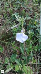 Pombalia bicolor (Pombalia bicolor)