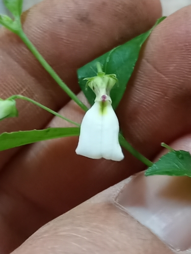 Pombalia bigibbosa (Pombalia bigibbosa)