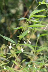 Pombalia bigibbosa (Pombalia bigibbosa)