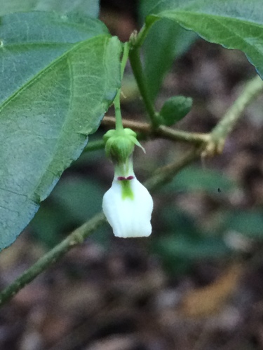 Pombalia bigibbosa (Pombalia bigibbosa)