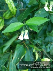 Pombalia bigibbosa (Pombalia bigibbosa)