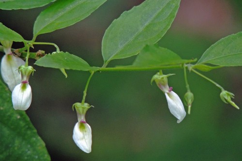 Pombalia bigibbosa (Pombalia bigibbosa)