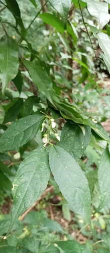 Pombalia bigibbosa (Pombalia bigibbosa)